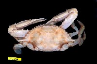 Red-spotted swimming crab Collection Image, Figure 1, Total 3 Figures